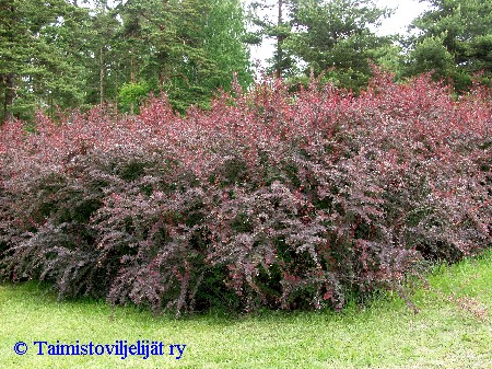 Berberis x ottawensis'Superba'
